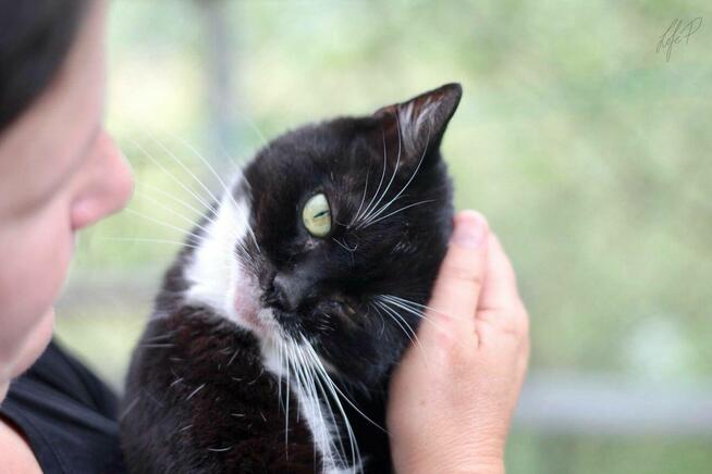 Towarzyska łagodna kotka Twinkie