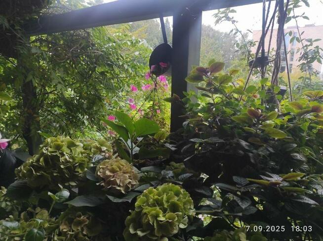 Sprzedam działkę ROD nad jeziorem