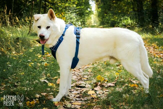 Psi senior Gandalf szuka domu!