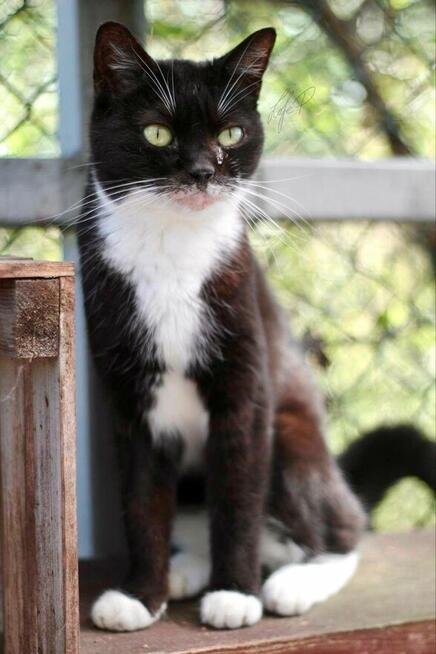 Towarzyska łagodna kotka Twinkie