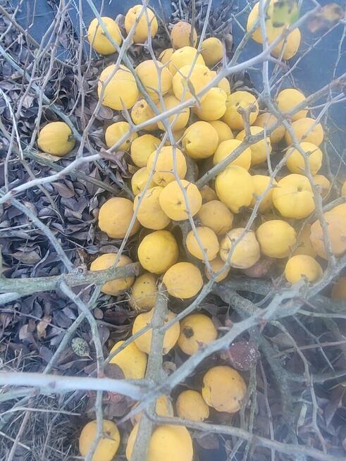 Owoce pigwowca świeżo rwane