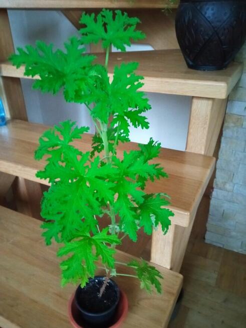 Geranium pachnące cytrynką