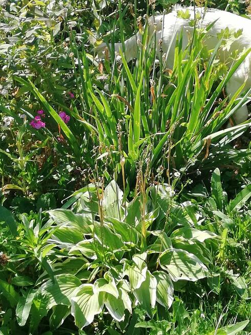 Sprzedam działkę ROD nad jeziorem