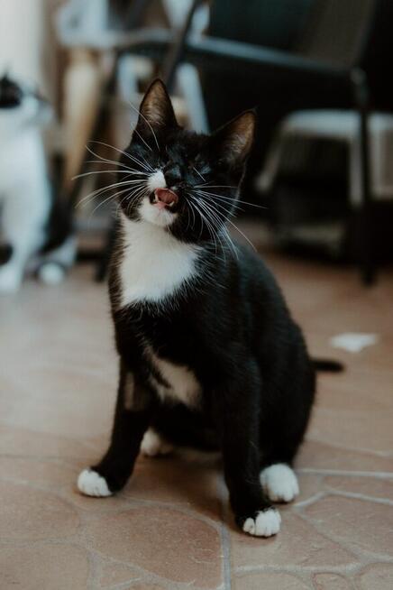 Niewidoma SZNYTKA szuka domu czarno biała kotka adopcja