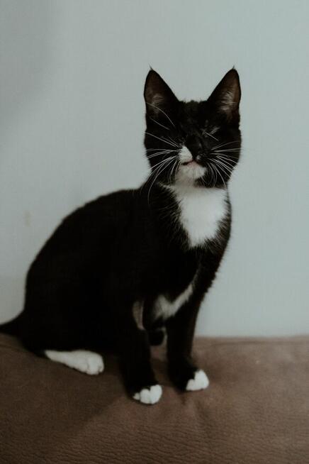 Niewidoma SZNYTKA szuka domu czarno biała kotka adopcja