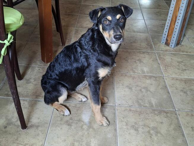 Szczeniak GOJA czeka na dom