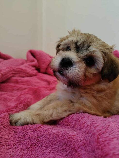 Szczenięta rasy Hawańczyk