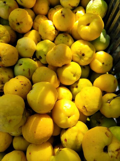 Owoce pigwowca świeżo rwane