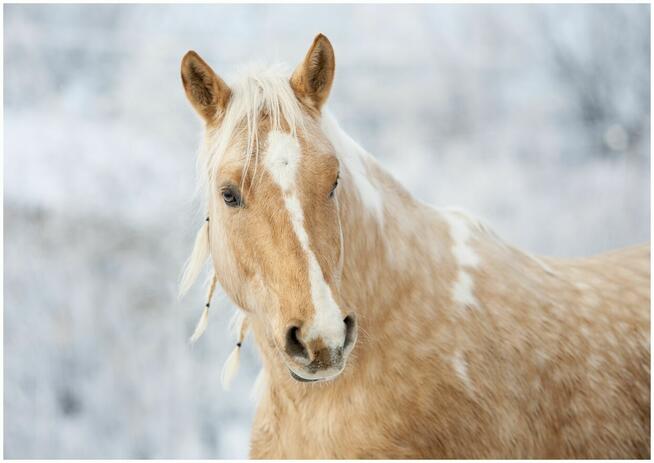 Piękne obrazy-plakaty *KONIE* zestaw 2szt. super jakość !