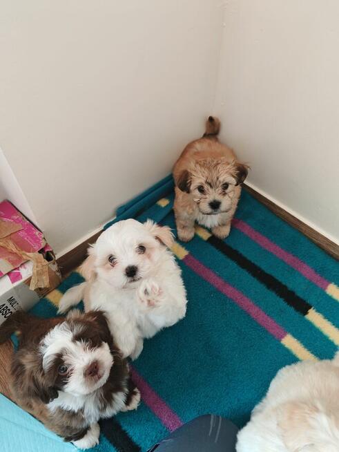 Szczenięta rasy Hawańczyk