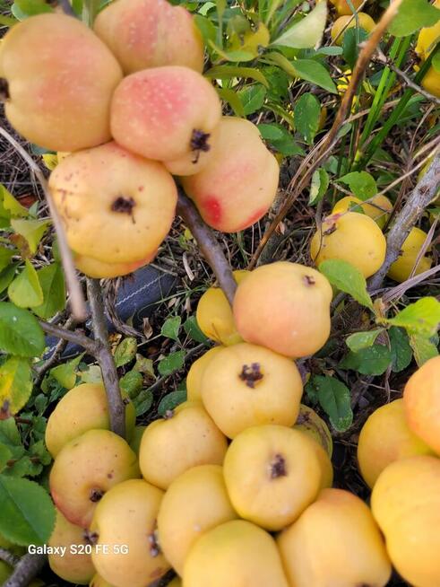 Owoce pigwowca świeżo rwane