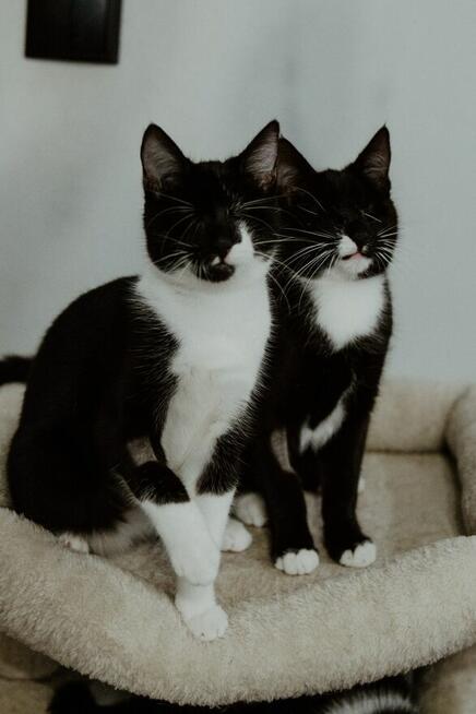 Niewidoma SZNYTKA szuka domu czarno biała kotka adopcja