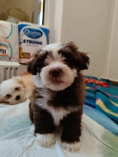 Szczenięta rasy Hawańczyk