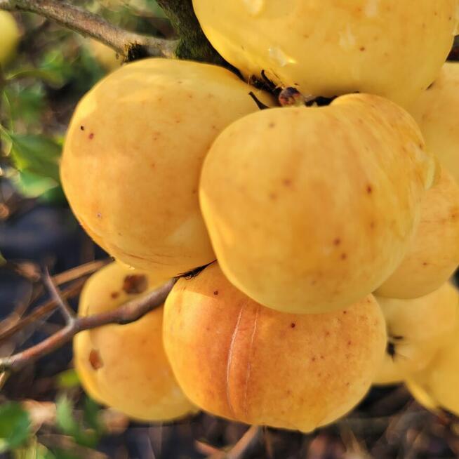 Owoce pigwowca świeżo rwane