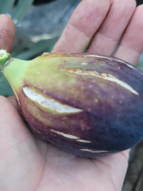 Owoce pigwowca świeżo rwane