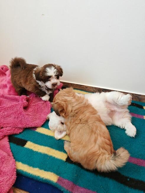 Szczenięta rasy Hawańczyk