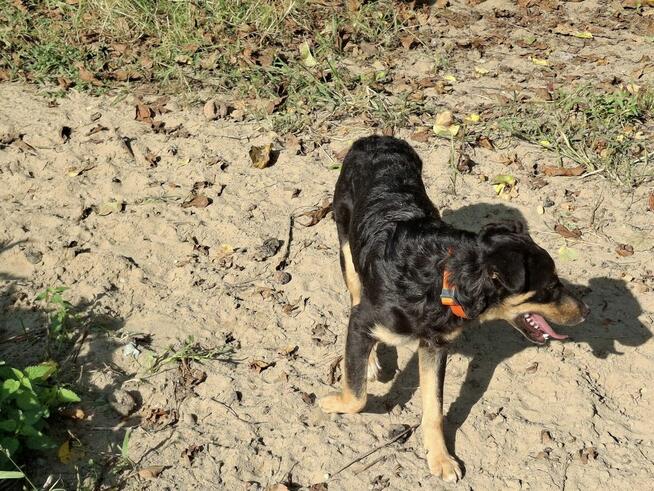 Szczeniak GOJA czeka na dom