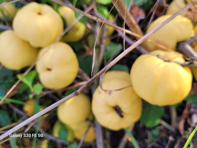 Owoce pigwowca świeżo rwane