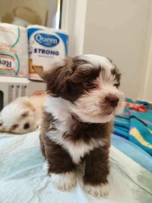 Szczenięta rasy Hawańczyk