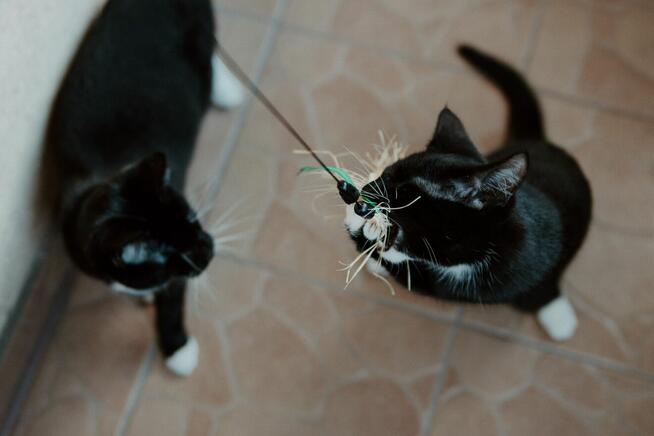 Niewidoma SZNYTKA szuka domu czarno biała kotka adopcja