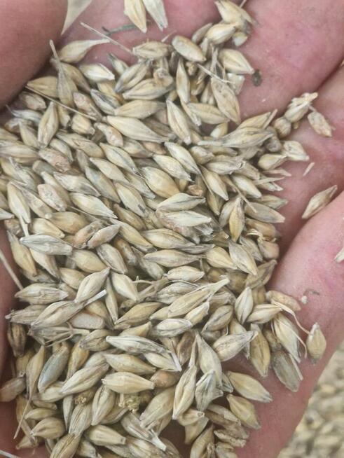 Jęczmień ozimy sprzedam