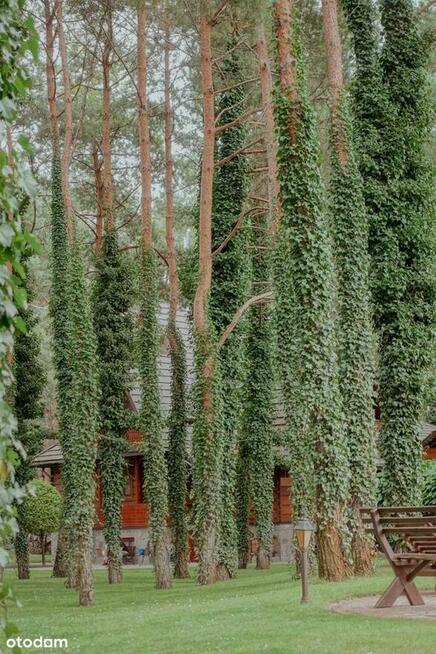 Unikatowa willa do zamieszkania lub pod usługi