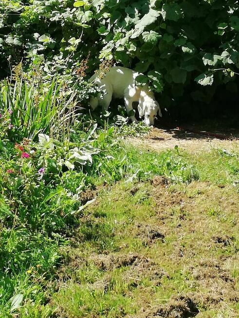 Sprzedam działkę ROD nad jeziorem