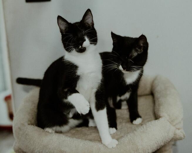 Niewidoma SZNYTKA szuka domu czarno biała kotka adopcja