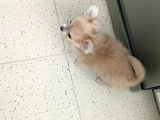 Przepiękna Beżowa Maleńka Chihuahua