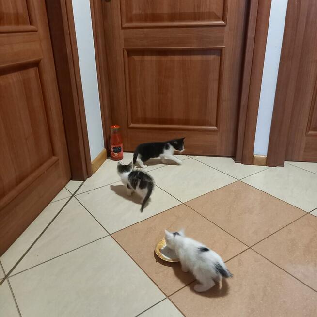 Koty do adopcji