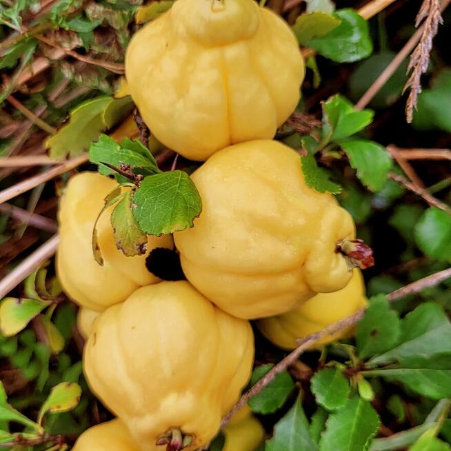 Owoce pigwowca świeżo rwane