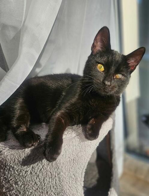 Niedowidzący MAMBO szuka domu czarny kot adopcja adoptuj