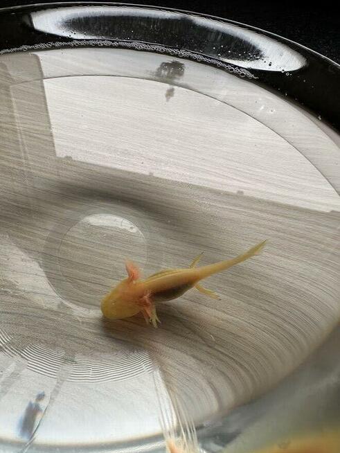 Aksolotl Salamandra meksykańska