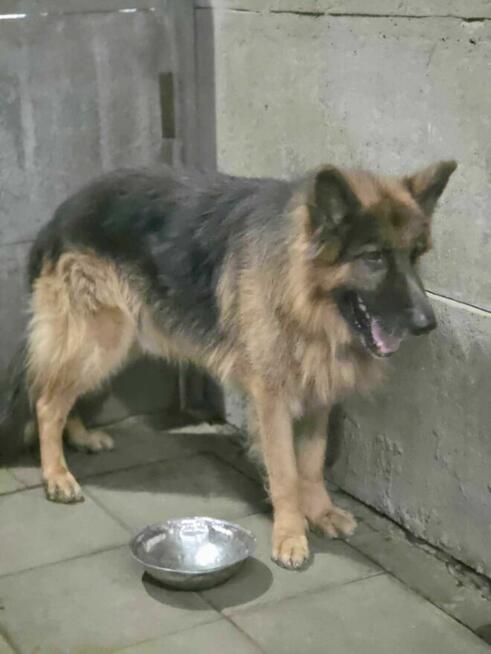 owczarek Niemiecki Rex Szuka domu -schronisko Zgierz -aktualne