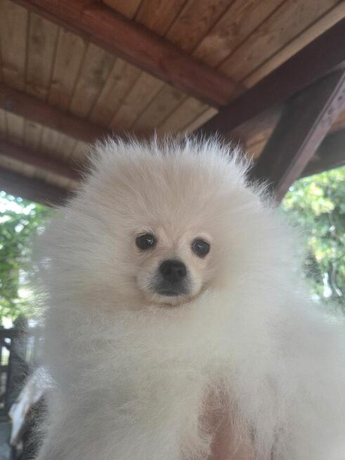 Szpic miniaturowy kawaler z rodowodem