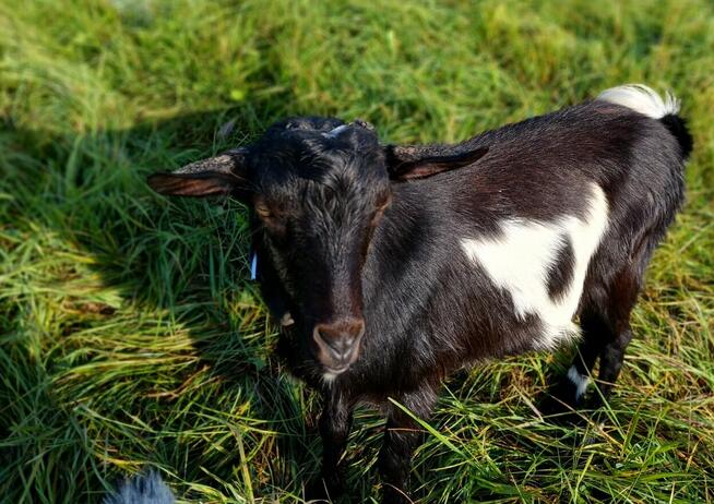 sprzedam pięknego capa