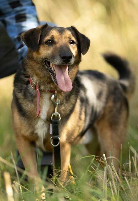 KACPEREK - kochany, wrażliwy psiak szuka domu