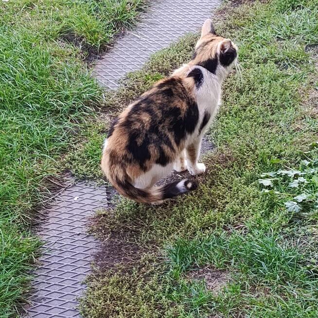 Po śmierci mojego Pana straciłam domek :(