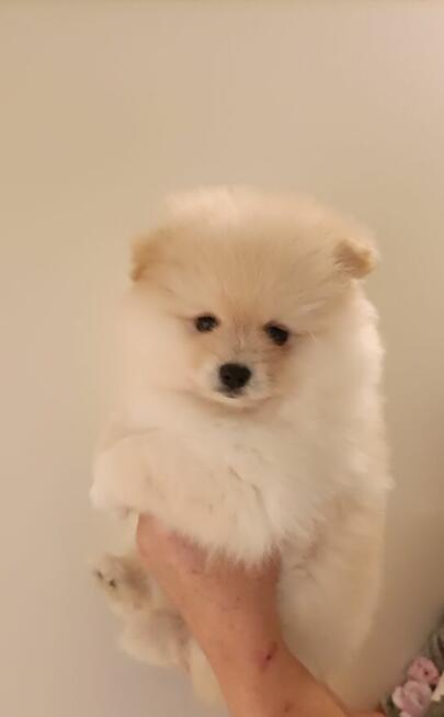 Szpic miniaturowy pomeranian - suczki