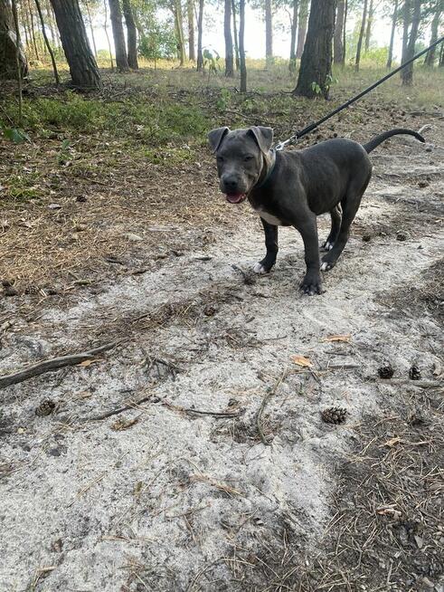 Pieski gotowe na zmianę domu