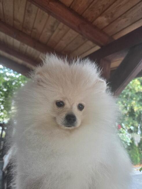 Szpic miniaturowy kawaler z rodowodem