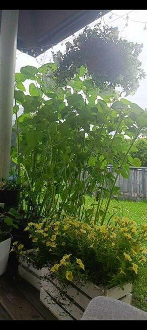 Piękna działka rod z domem murowanym Kalisz