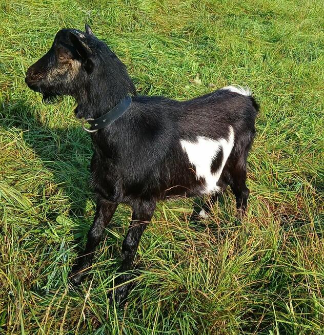 sprzedam pięknego capa