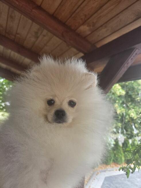 Szpic miniaturowy kawaler z rodowodem