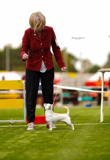 CHIHUAHUA PIESEK i SUCZKA - rodowód FCI, W-wa