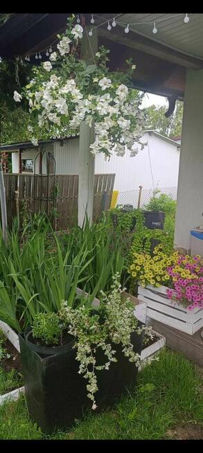 Piękna działka rod z domem murowanym Kalisz