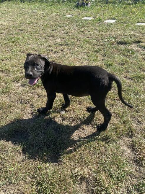 Pieski gotowe na zmianę domu