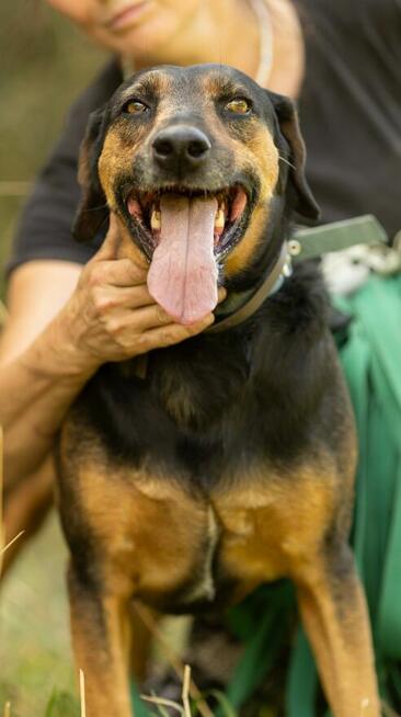 NADIR - piękny psiak w typie gończego do adopcji