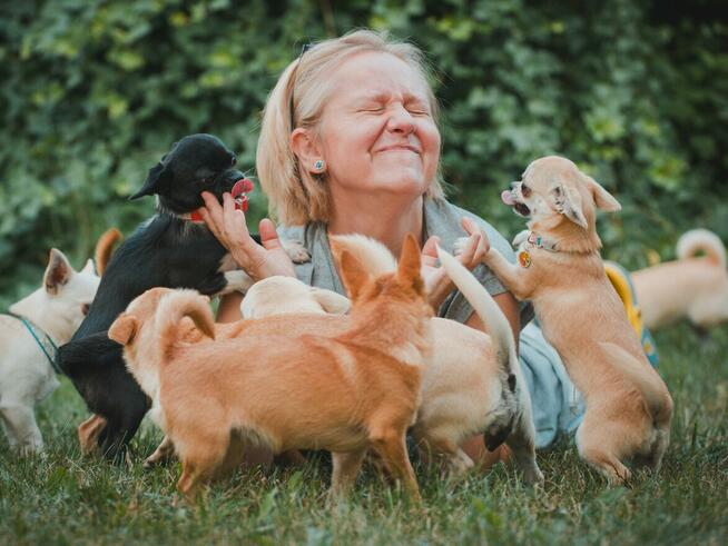 CHIHUAHUA PIESEK i SUCZKA - rodowód FCI, W-wa