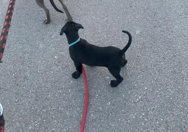 Pieski gotowe na zmianę domu